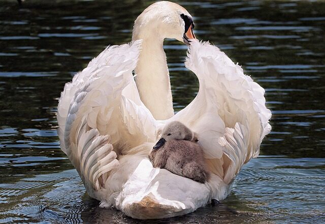 A swan on a lake keeps her baby safe on under her wings